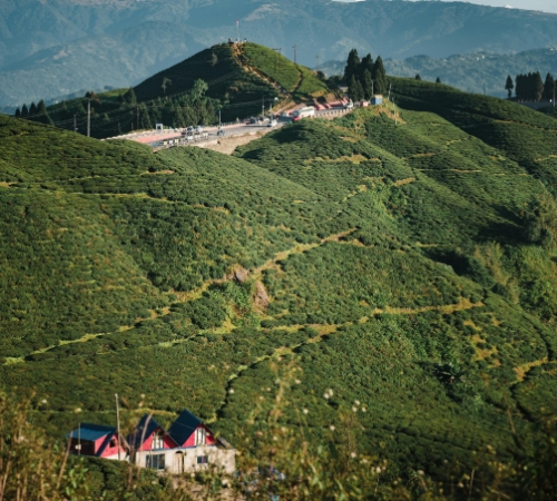 Best of Darjeeling